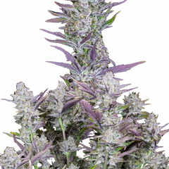 WEDDING GLUE AUTO - 420 FASTBUDS