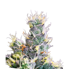 YUHBARY AUTO - ANESIA SEEDS