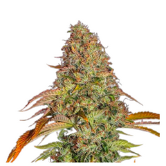 ZKITTLEZ OG AUTO  - BARNEY'S FARM