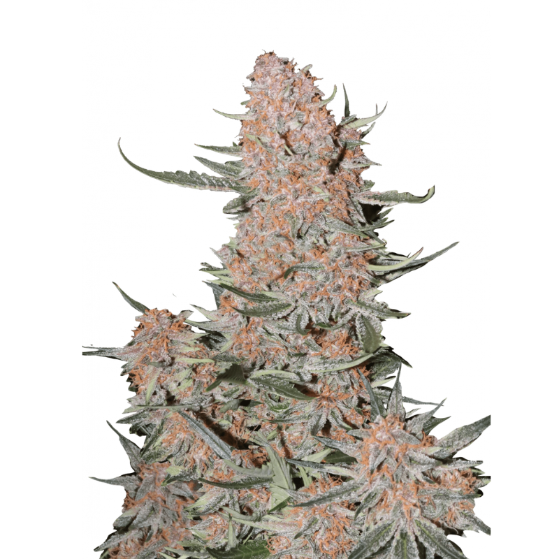 Ztrawberriez Auto - 420 FASTBUDS