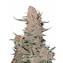 Ztrawberriez Auto - 420 FASTBUDS