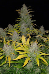Rhino Ryder Auto - 420 FastBuds
