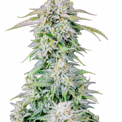 ORIGINAL AFGHAN KUSH AUTO - 420 FASTBUDS