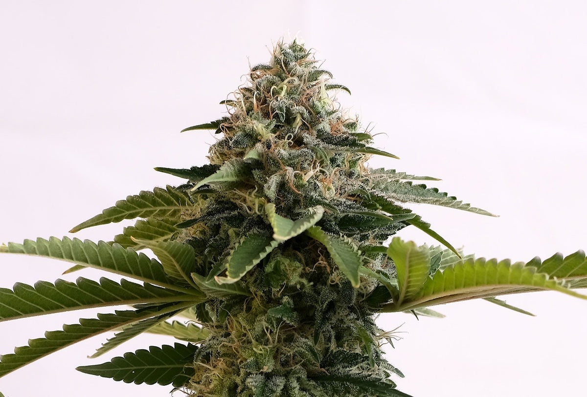 Amnesia Dream XL Auto Kannabia Pack 3+1 Free