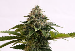 Amnesia Dream XL Auto Kannabia Pack 3+1 Free