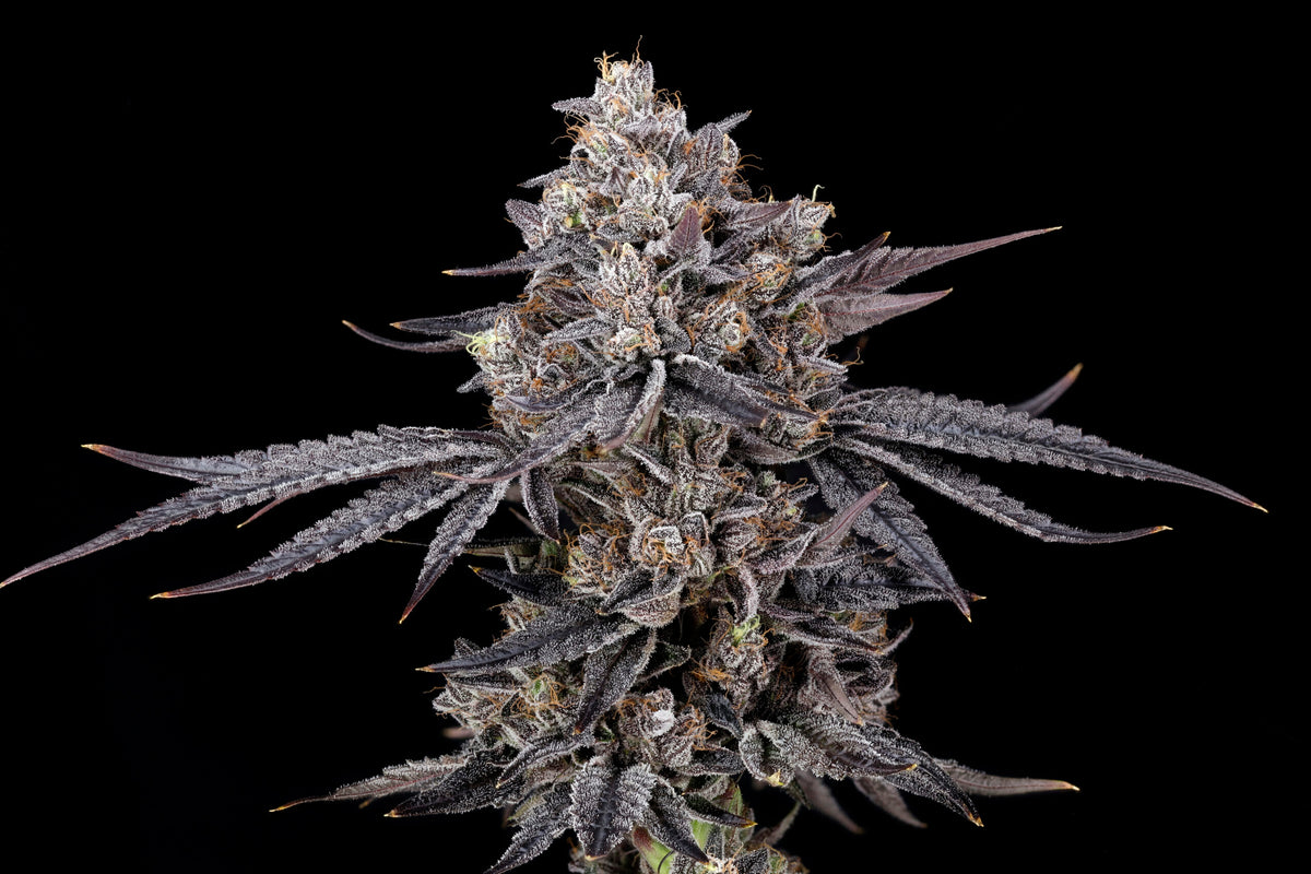 Azulcar S1 Nine Weeks Harvest