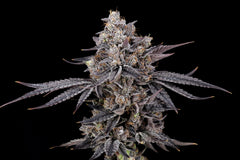 Azulcar S1 Nine Weeks Harvest