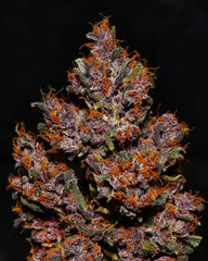 CRYSTAL METH AUTO - 420 FASTBUDS