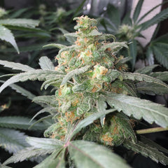 Green Crack Auto - 420 FastBuds