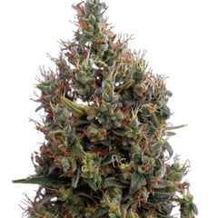 BIG BANG (FEMINISED) - GREEN HOUSE SEED CO