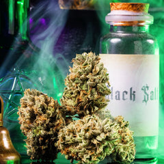 BIG Z Wizard Trees Genetics Pack 3 Seeds