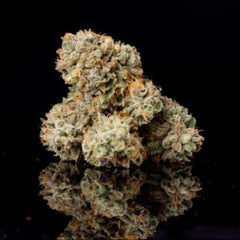 BIG Z Wizard Trees Genetics Pack 3 Seeds