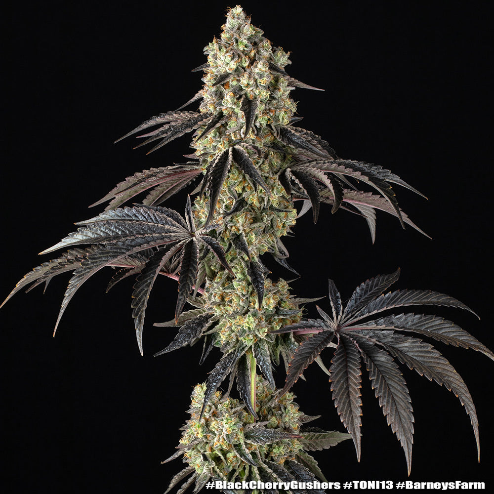 Black Cherry Gushers Strain FEM BARNEY`S FRAM  3 SEEDS
