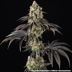 Black Cherry Gushers Strain FEM BARNEY`S FRAM  3 SEEDS