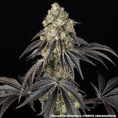 Black Cherry Gushers Strain FEM BARNEY`S FRAM  3 SEEDS