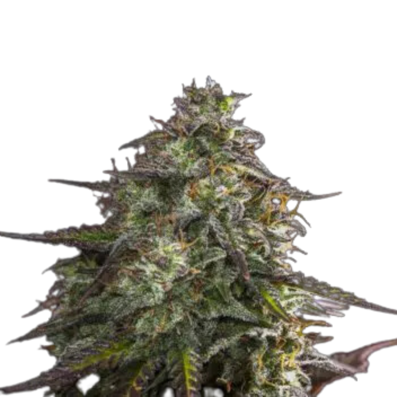 Blue Cheese Auto Seeds  -  EXPERT SEEDS.