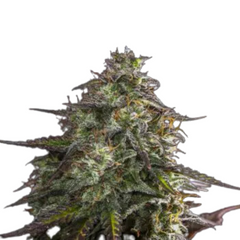Blue Cheese Auto Seeds  -  EXPERT SEEDS.