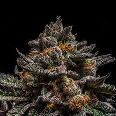 BRAIN CAKE Feminized RIPPER SEEDS