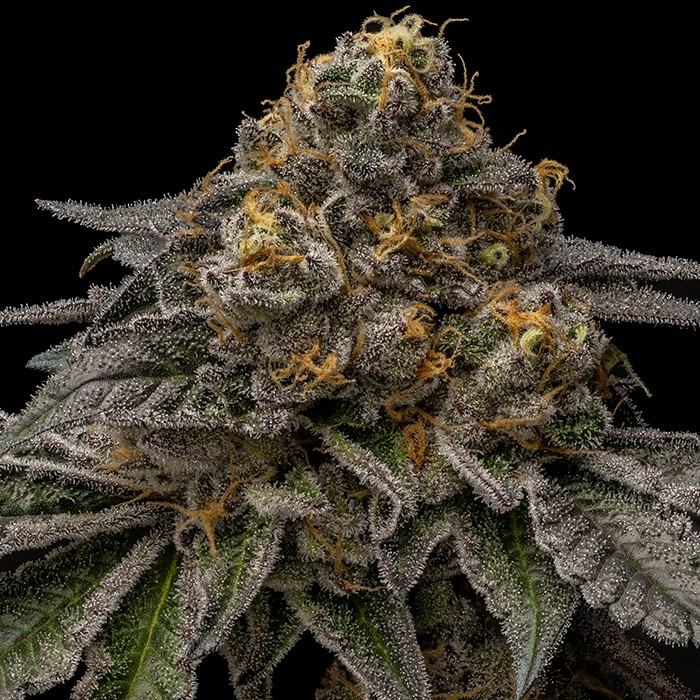 Break Pad Breath Feminized RIPPER SEED Pack of 5