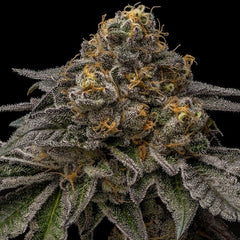 Break Pad Breath Feminized RIPPER SEED Pack of 5