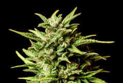 KANNABIA SEEDS -  GORILLA KING AUTO