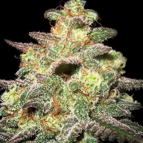 Caramella Auto -  EXPERT SEEDS.