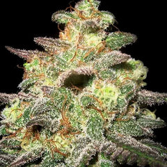 Caramella Auto -  EXPERT SEEDS.
