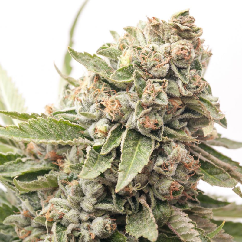 ORIGINAL AUTO CHEESE - 420 FASTBUDS