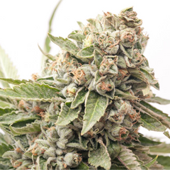 ORIGINAL AUTO CHEESE - 420 FASTBUDS