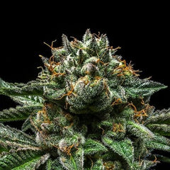 CHEMPIE Feminized RIPPER SEEDS PACK OF 5