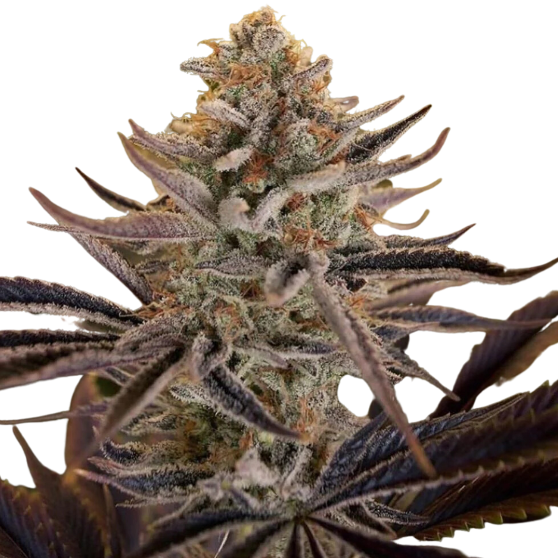 CLOUD WALKER - GREEN HOUSE SEED CO