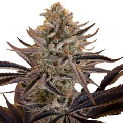 CLOUD WALKER - GREEN HOUSE SEED CO