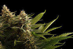 Colombian Jack KANNABIA FEM pack 3+1