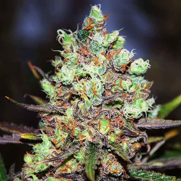 Cotton Candy Kush FEM DELICIOUS PACK 25