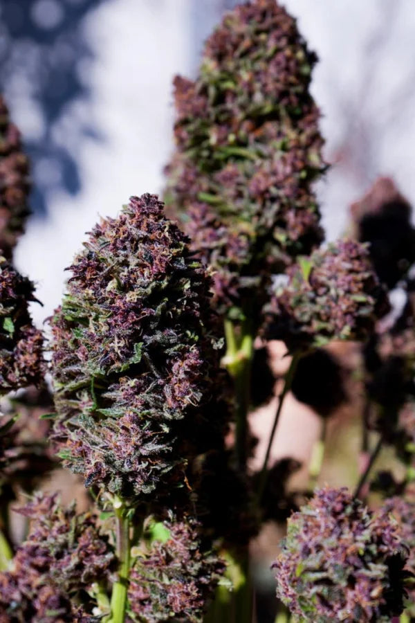 Purple Haze Auto Fast Buds 420 pack of 3