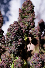 Purple Haze Auto Fast Buds 420 pack of 3