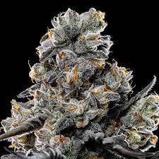 Violet Face Auto – ANESIA SEEDS