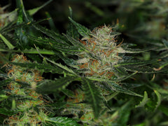 KANNABIA SEEDS -  ZKIT KANDY DREAM AUTO