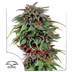 Durban Poison Durban X Unknown Indica DUTCH PASSION  10 FEM