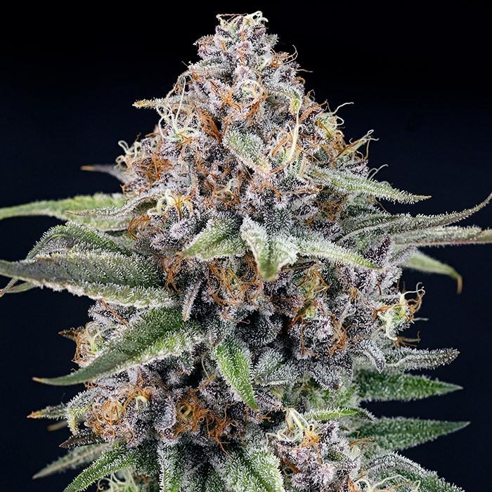 EyeBallz Feminized RIPPER SEEDS PACK OF 5