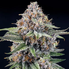 EyeBallz Feminized RIPPER SEEDS PACK OF 5