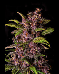CRYSTAL METH AUTO - 420 FASTBUDS