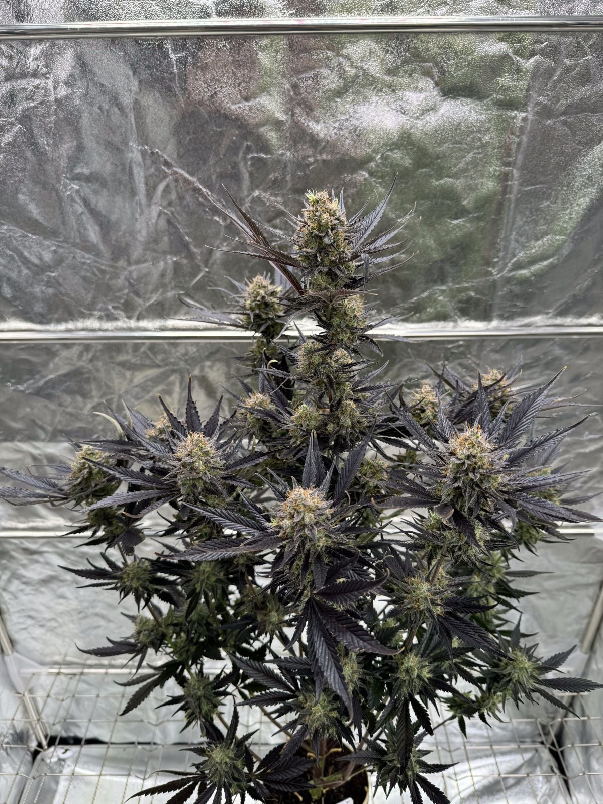 Guava Auto RF3 FAST BUDS 420