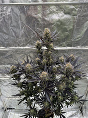 Guava Auto RF3 FAST BUDS 420