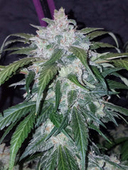 CALIFORNIAN SNOW AUTO - 420 FASTBUDS