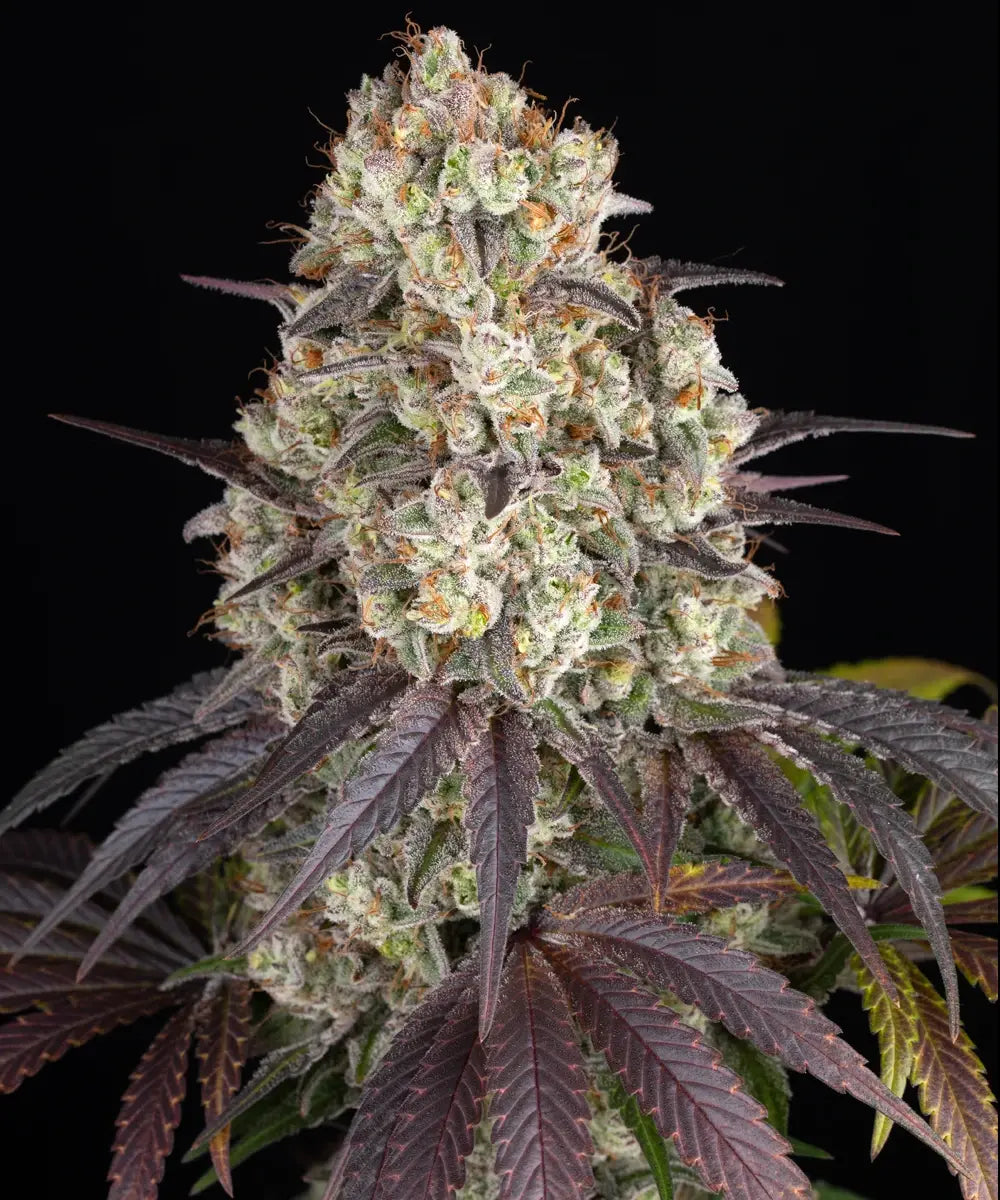 Gary Payton Strain 27% THC BARNEY`S