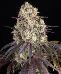 Gary Payton Strain 27% THC BARNEY`S
