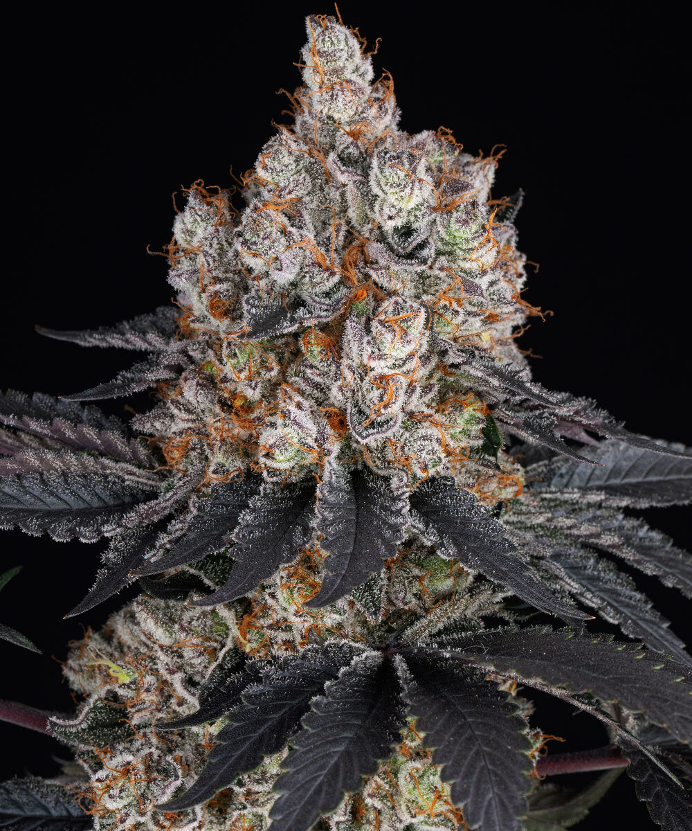 Gelato Strain 28% THC BARNEY`S FRAM