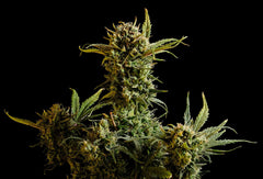 Gnomo Auto Kannabia pack 3+1