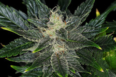 KANNABIA SEEDS -  GORILLA KING AUTO